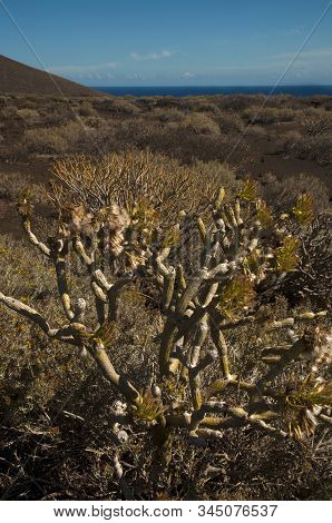 Aeonium Smithii Plant, El Hierro, Canary Island, Spain