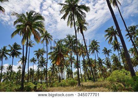 Palm Trees Grove, Paje, Zanzibar, Tanzania. Zanzibar Scenery