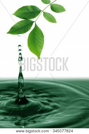 Ecology Concept. Nice Twig With Green Leaves Above Water