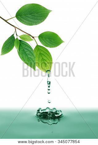 Ecology Concept. Nice Twig With Green Leaves Above Water