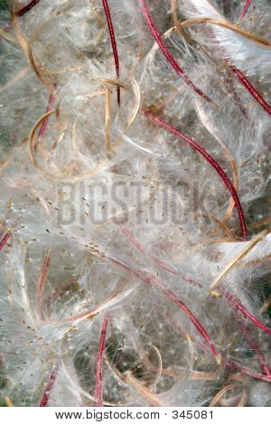 Rose Bay Willow Herb Seedheads