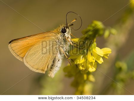 Sommerfugl spise