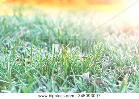 Hoarfrost On The Grass. Frost Dew In The Winter. Early Morning. Winter. Cold. Snow. Frozen