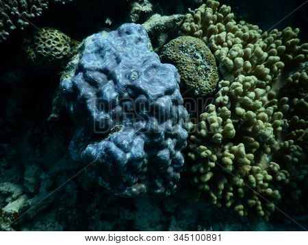 Blue Coral In The Ningaloo Reef, Coral Bay, Western Australia