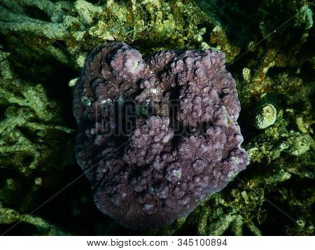 Purple Coral In The Ningaloo Reef, Coral Bay, Western Australia
