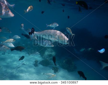Spangled Emperor Moving Through A Surrounding School Of Various Fish On The Ningaloo Reef, Coral Bay