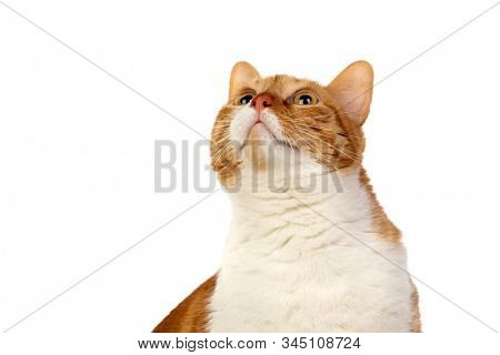 Adult brown and white cat with overweigh isolated on a white background