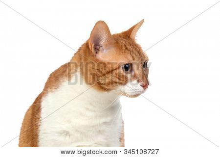 Adult brown and white cat with overweigh isolated on a white background