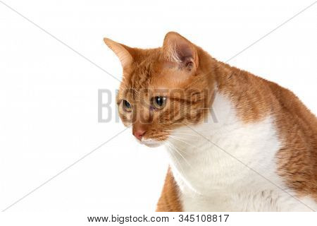 Adult brown and white cat with overweigh isolated on a white background