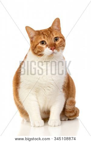 Adult brown and white cat with overweigh isolated on a white background