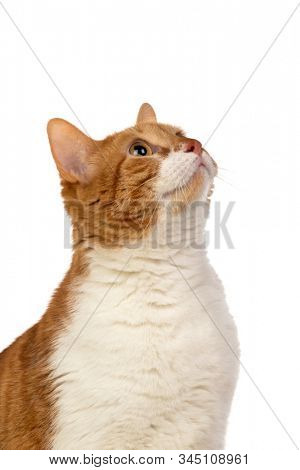 Adult brown and white cat with overweigh isolated on a white background