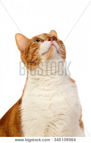 Adult brown and white cat with overweigh isolated on a white background
