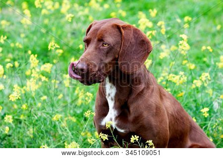 Beautiful Brown Braco German Shorthair in a bloosom meadow
