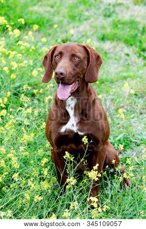 Beautiful Brown Braco German Shorthair in a bloosom meadow