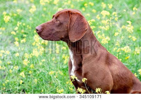 Beautiful Brown Braco German Shorthair in a bloosom meadow