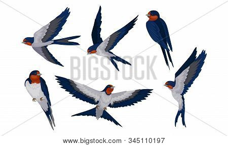 Barn Swallow With Long Tail And Sharp Wings Vector Set