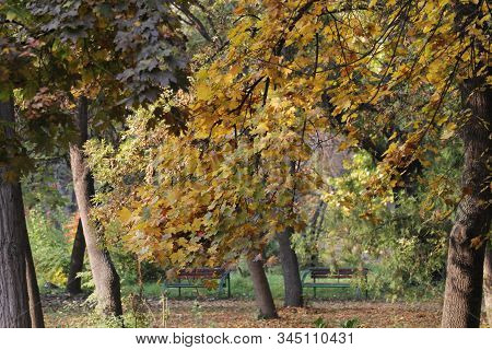 Natural Autumn Park, Trees Yellow In Season