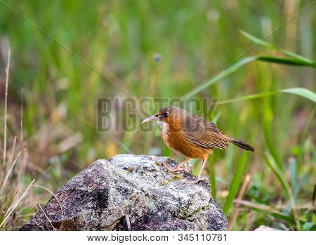 Rusty-cheeked Scimitar Babbler Stand On The Rock In The Forest