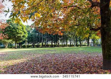 Beautiful Autumn Landscape In The Park Of The Japanese City Of Beppu. Fallen Leaves On The Grass.
