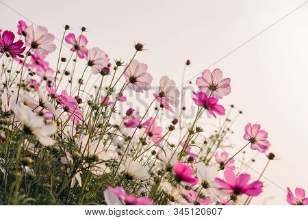 Low Angle View Of Beautiful Daisy Or Cosmos Bipinnata Cav