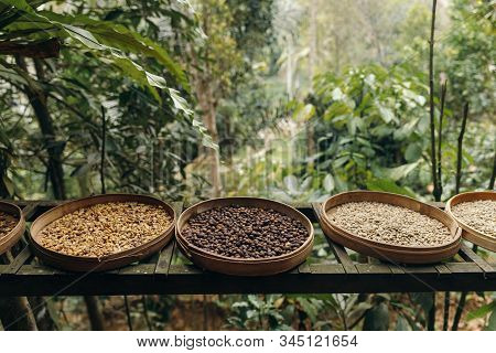 Different Type Of Roasting Coffee Beans Luwak On A Coffee Plantation In Asia
