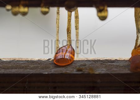 Close Up Of Rosin Dropping Down From A Wooden Plank, Sticky Material, Tree Producing Resin
