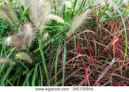 Ornamental Grass. Fountain Grass Is A Hardy Perennial Ornamental Grass Used In Yards For Landscaping
