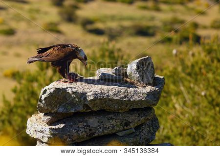 The Spanish Imperial Eagle (aquila Adalberti), Also Known As The Iberian Imperial Eagle, Spanish Or 