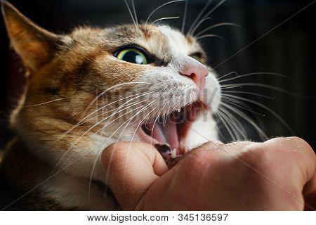 Ferocious Red Cat Bites Its Owner In The Arm With All Its Power