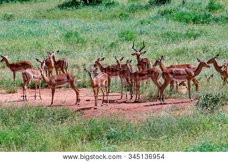 Antelopes In The National Park Tsavo East, Tsavo West And Amboseli In Kenya