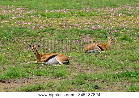 Antelopes In The National Park Tsavo East, Tsavo West And Amboseli In Kenya