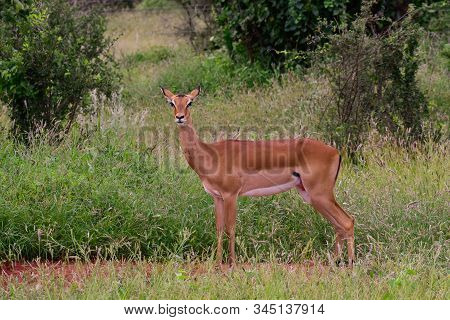 Antelopes In The National Park Tsavo East, Tsavo West And Amboseli In Kenya