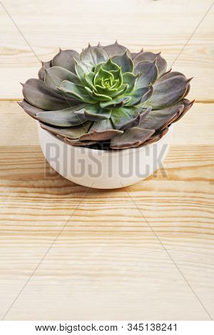 Echeveria Lilacina Plant In A Little White Pot.