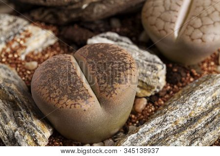 Lithops, The Living Stone Plant In Transparent Vase