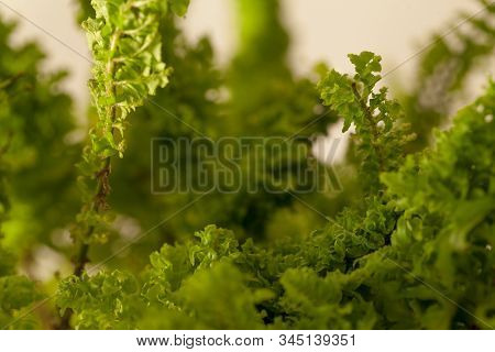 Studio Photo Shoot Of A Nephrolepis Exaltata Blue Bell Fern.