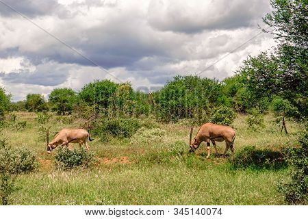 Antelopes In The National Park Tsavo East, Tsavo West And Amboseli In Kenya