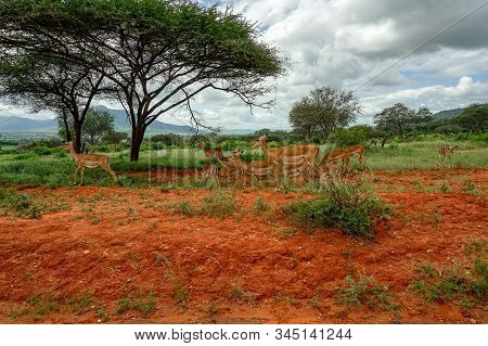 Antelopes In The National Park Tsavo East, Tsavo West And Amboseli In Kenya