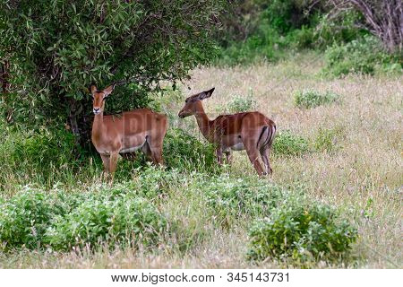 Antelopes In The National Park Tsavo East, Tsavo West And Amboseli In Kenya