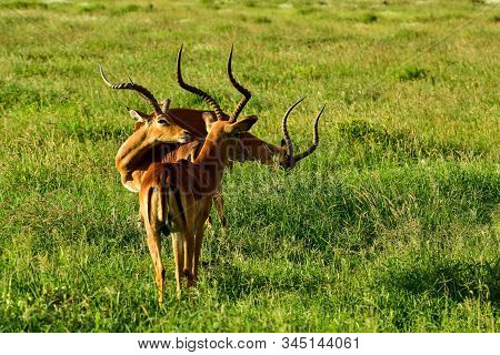 Antelopes In The National Park Tsavo East, Tsavo West And Amboseli In Kenya
