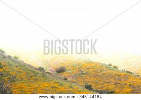 Bright Orange Vibrant Vivid Golden California Poppies, Seasonal Spring Native Plants Wildflowers In 