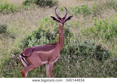 Antelopes In The National Park Tsavo East, Tsavo West And Amboseli In Kenya