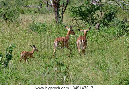 Antelopes In The National Park Tsavo East, Tsavo West And Amboseli In Kenya