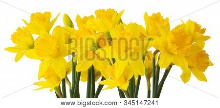 Panorama Of Beautiful Narcissus (daffodil, Narzisse, Amaryllidaceae) Isolated On White Background. G