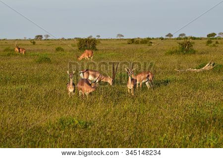 Antelopes In The National Park Tsavo East, Tsavo West And Amboseli In Kenya