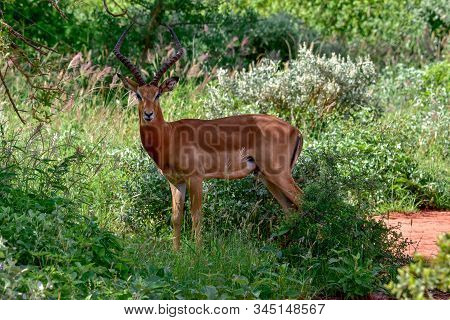 Antelopes In The National Park Tsavo East, Tsavo West And Amboseli In Kenya