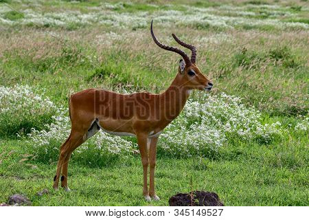 Antelopes In The National Park Tsavo East, Tsavo West And Amboseli In Kenya