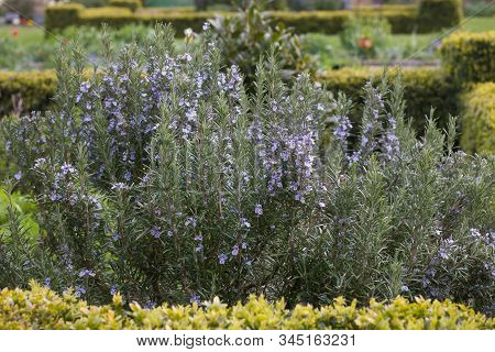 Rosemary Herb Bush In Flower In Cottage Garden