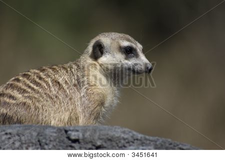 Meerkat
