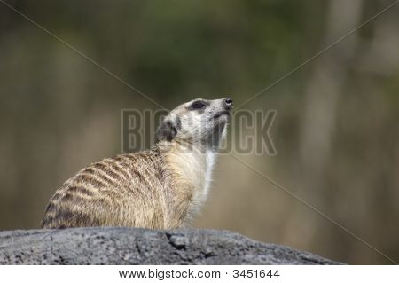 Meerkat