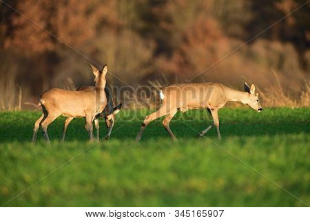 Herd Of Roedeer On The Pasture Graze Grass In Autumn Before Winter